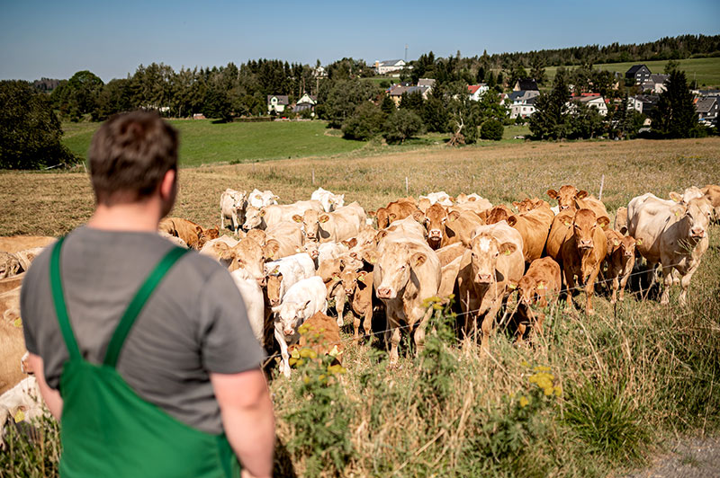 Tierbetreuung