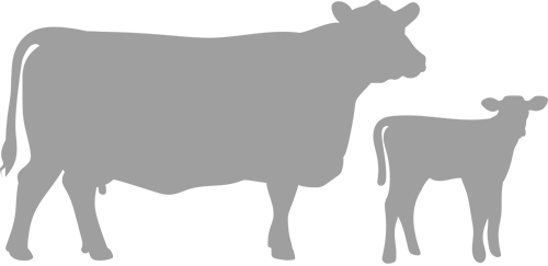 mutterkuh_mit_kalb