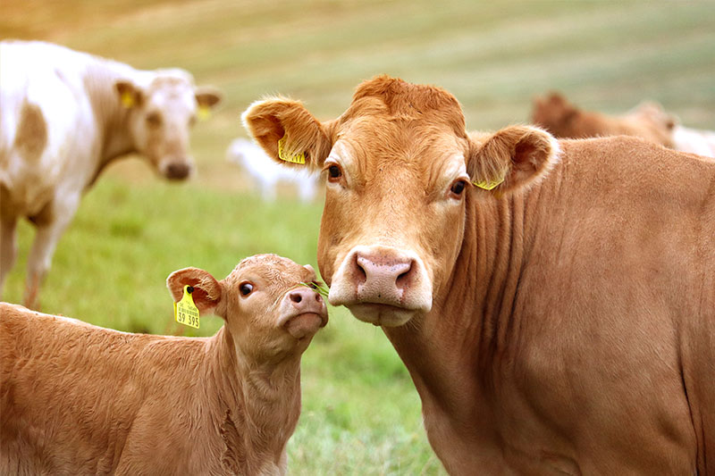 mutterkuh_mit_kalb